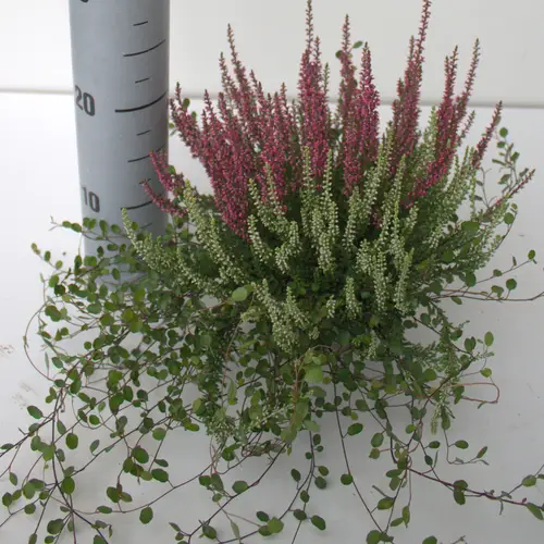 Calluna mix GG Twin T12 H025