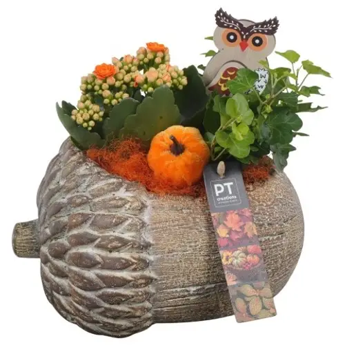 Kal.Arr PTHI5496 Herbst T22 H021