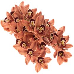 Mini Cymbidium braun Brownie 70cm 15+Blüte