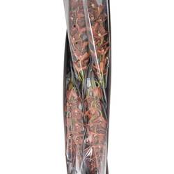 Mini Cymbidium braun Brownie 70cm 15+Blüte