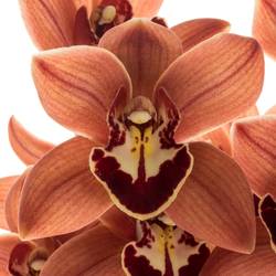 Mini Cymbidium braun Brownie 70cm 15+Blüte