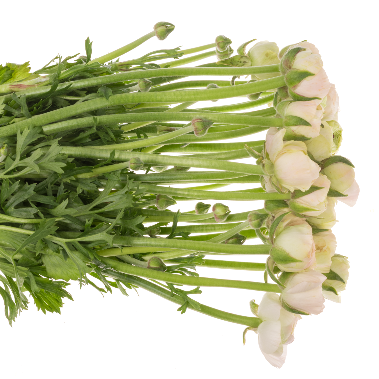 Ranunkel hell rosa Real Marleene x 30 40 Gramm 45cm