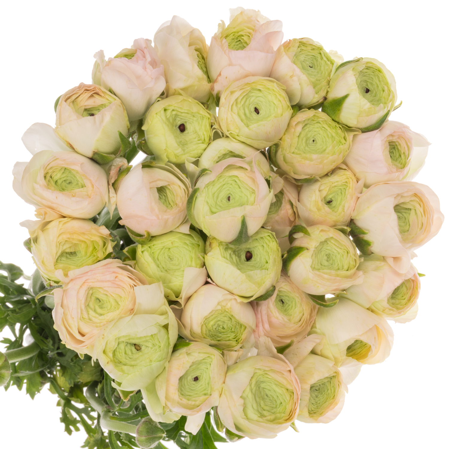 Ranunkel hell rosa Real Marleene x 30 40 Gramm 45cm