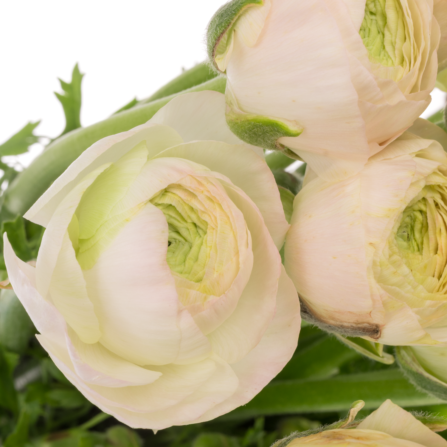 Ranunkel hell rosa Real Marleene x 30 40 Gramm 45cm