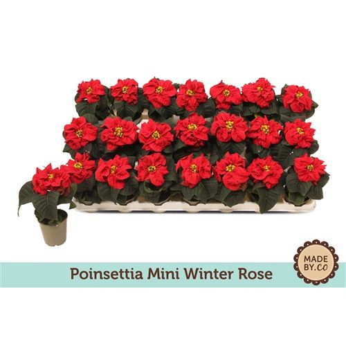 Poins.rot mini Winterrose T06 H13