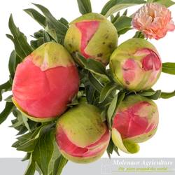 Pfingstrose rosa Coral Sunset 60cm
