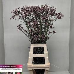 Distel dunkel lila Pan Physic Red 110cm