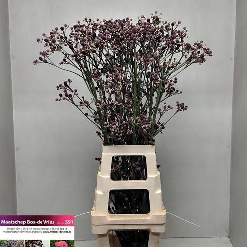 Distel dunkel lila Pan Physic Red 110cm