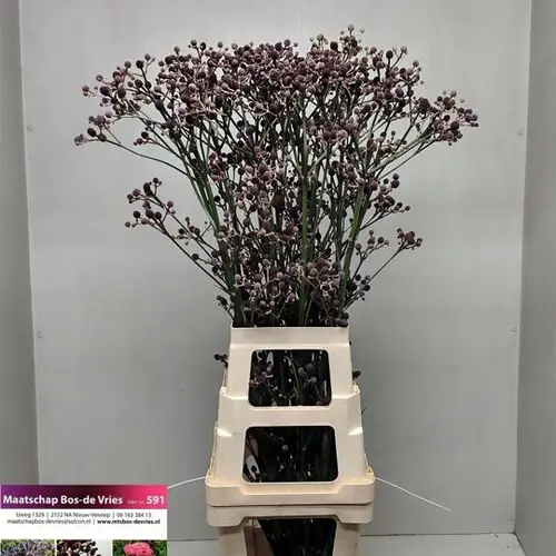 Distel dunkel lila Pan Physic Red 110cm