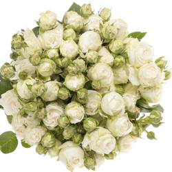 Rose verzweigt weiss Miss Bombastic NL 6+Blüte 70cm