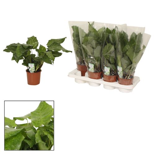 Calathea Network T14 H40