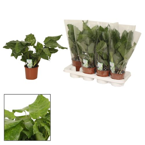 Calathea Network T14 H40