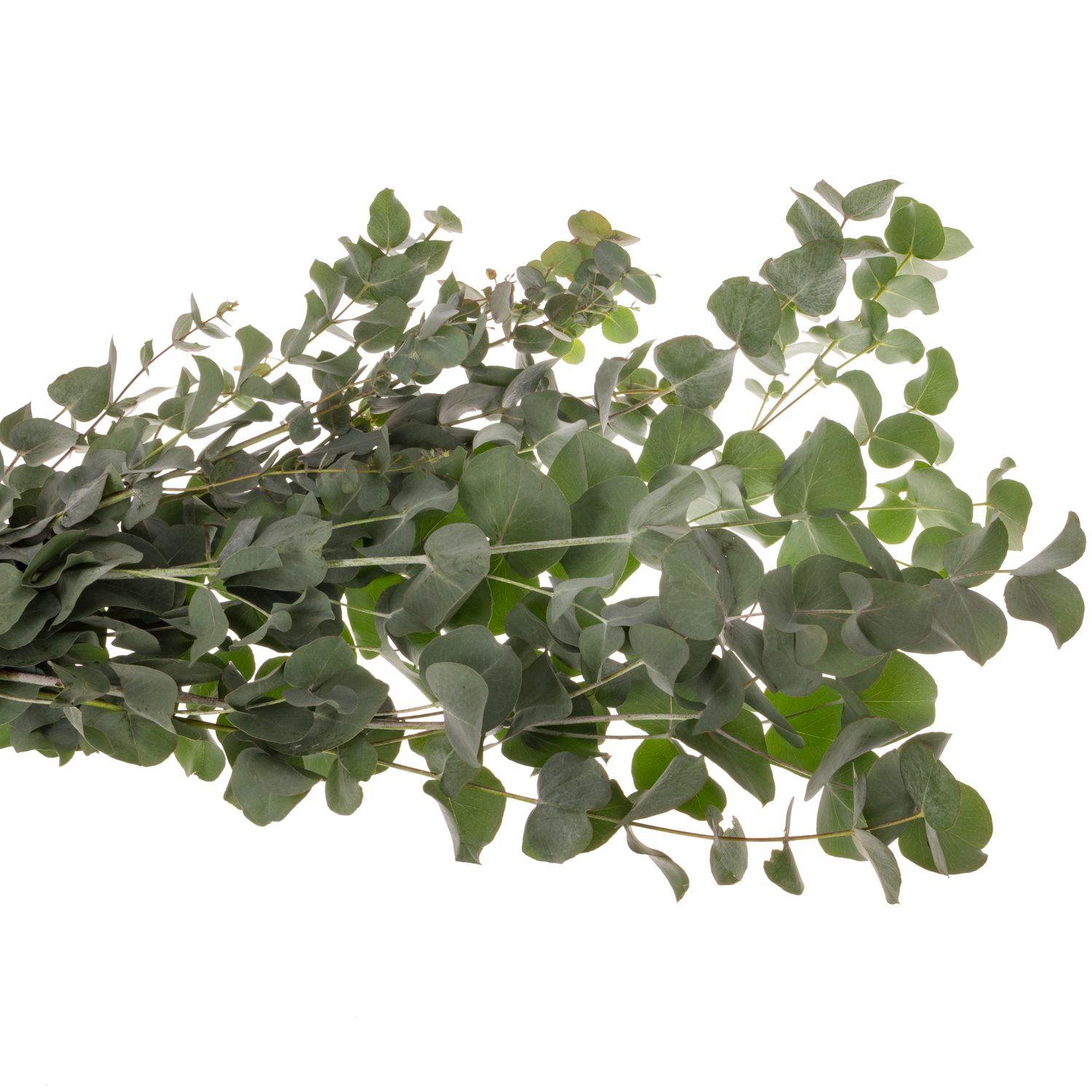 Populus grau Cinerea Da Vinci 300 Gramm 70cm