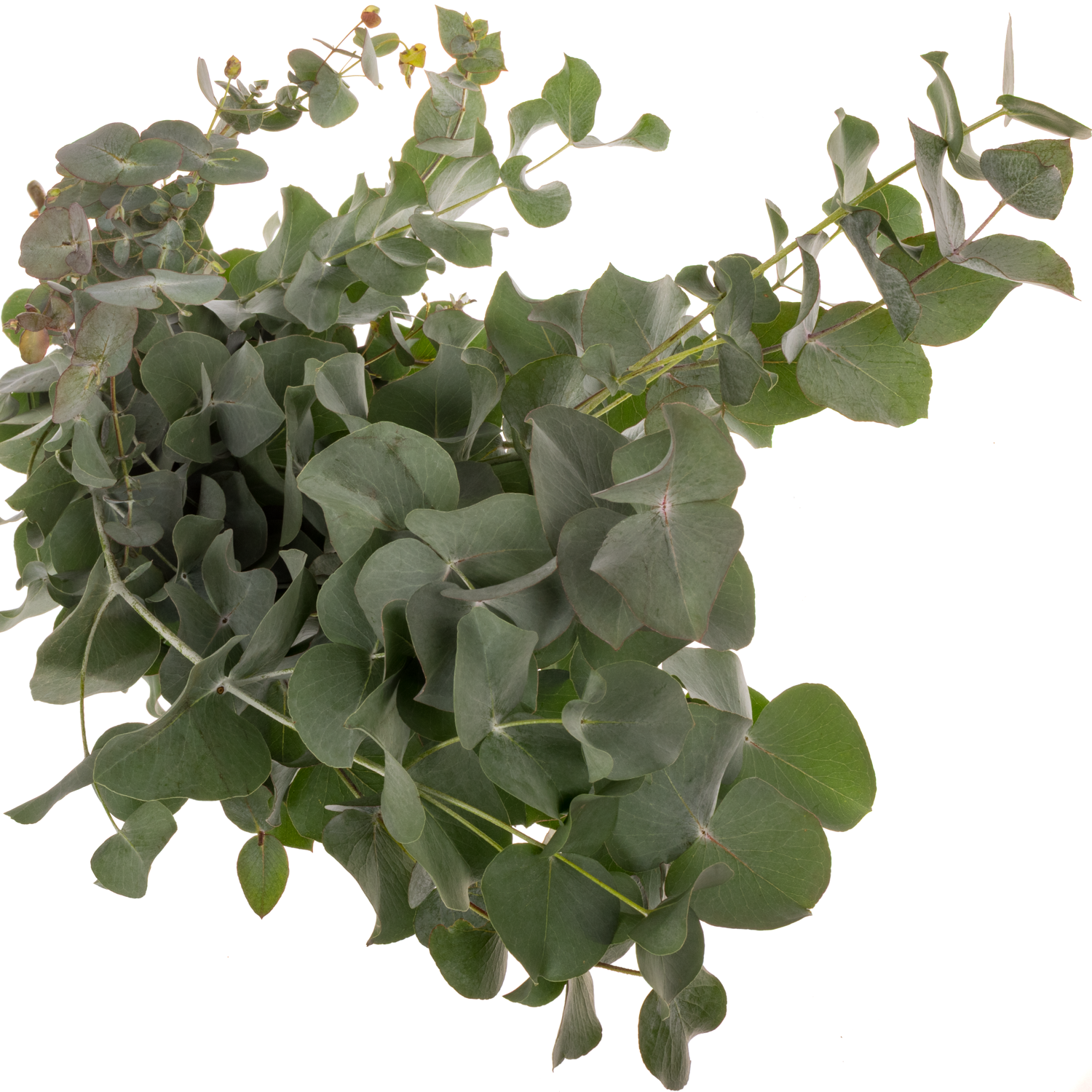 Populus grau Cinerea Da Vinci 300 Gramm 70cm