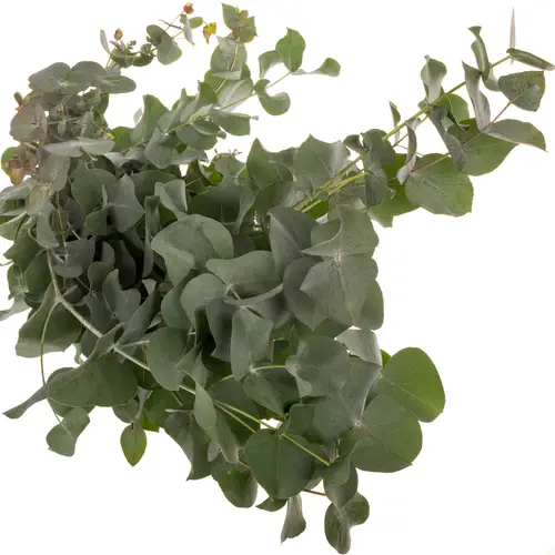 Populus grau Cinerea Da Vinci 300 Gramm 70cm