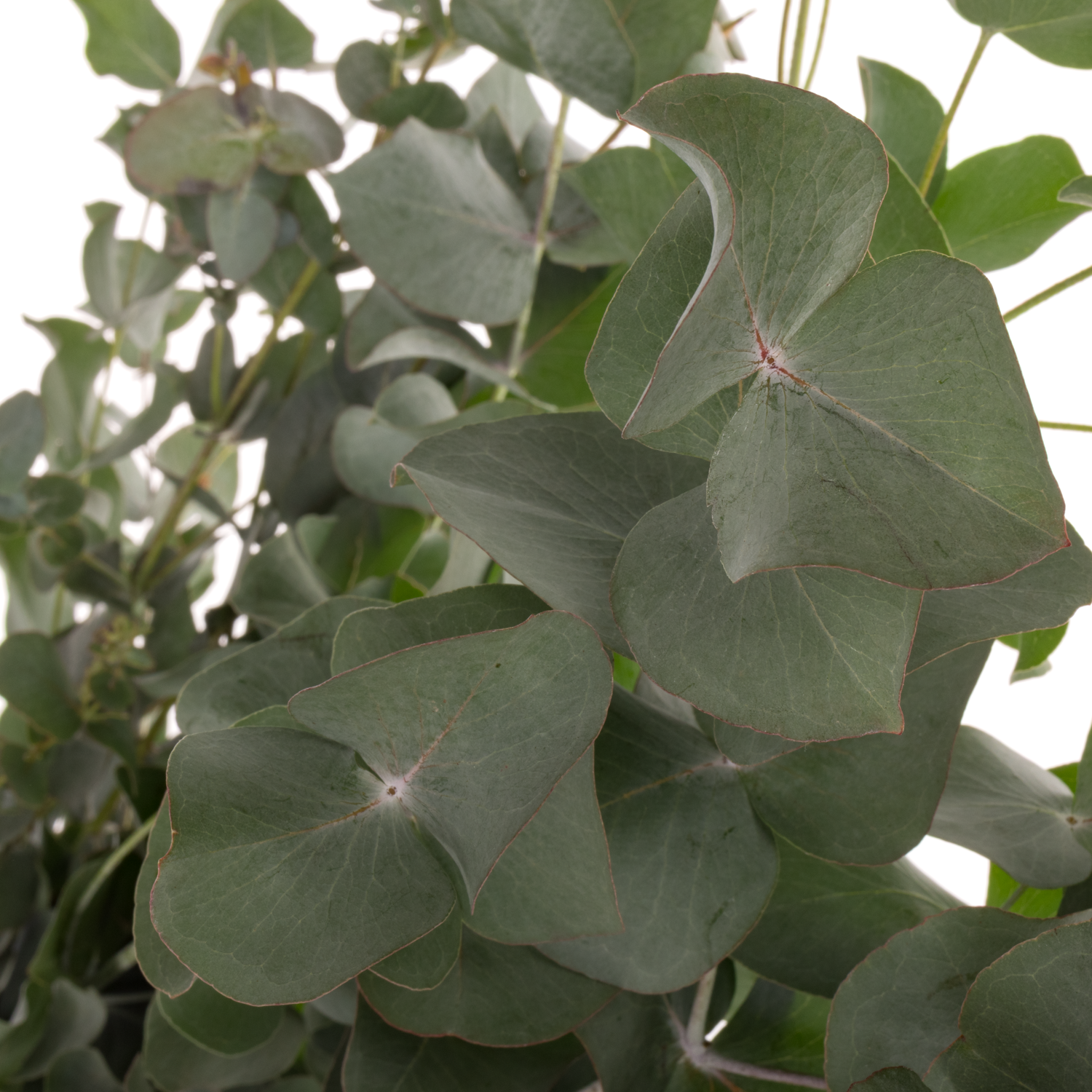 Populus grau Cinerea Da Vinci 300 Gramm 70cm