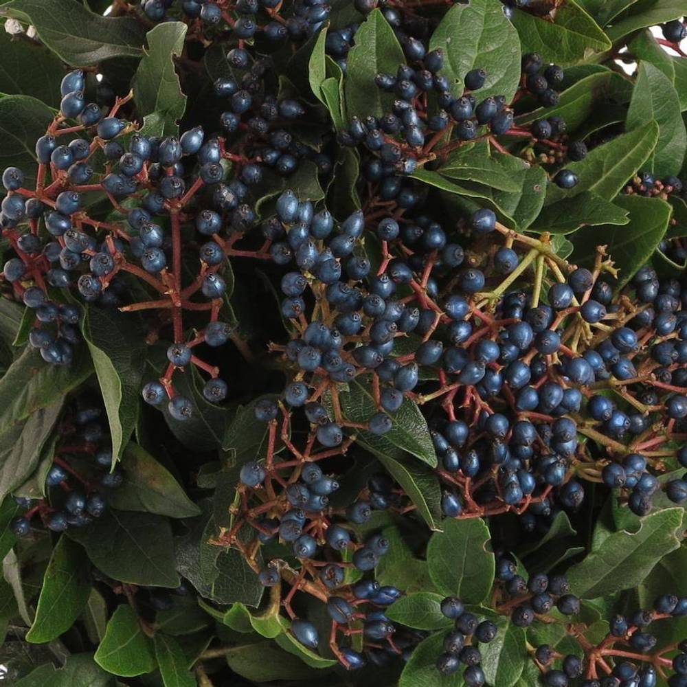 Stahlbaeren blau pro bund 60cm
