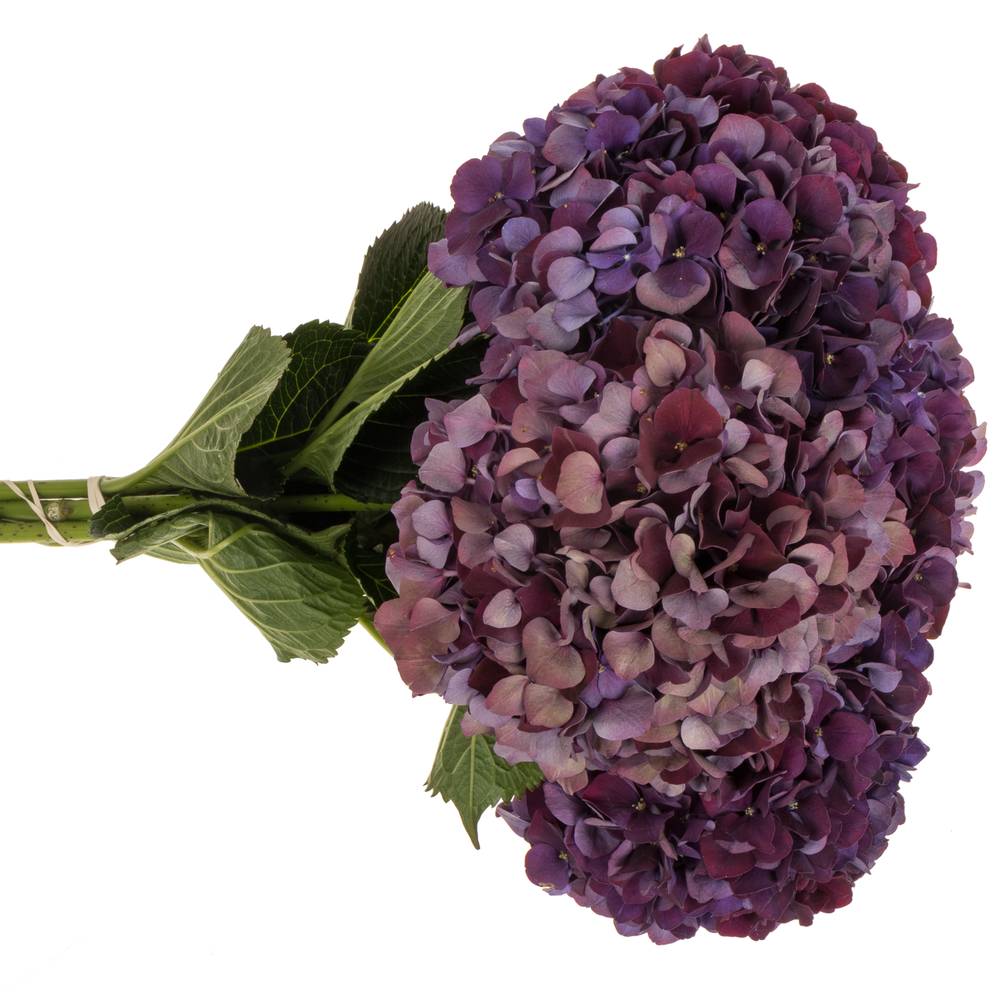 Hortensie dunkel lila/grün Ruby Red cl Bol 14cm 40cm