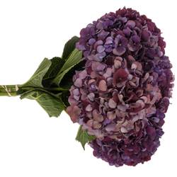 Hortensie dunkel lila/grün Ruby Red cl Bol 14cm 40cm