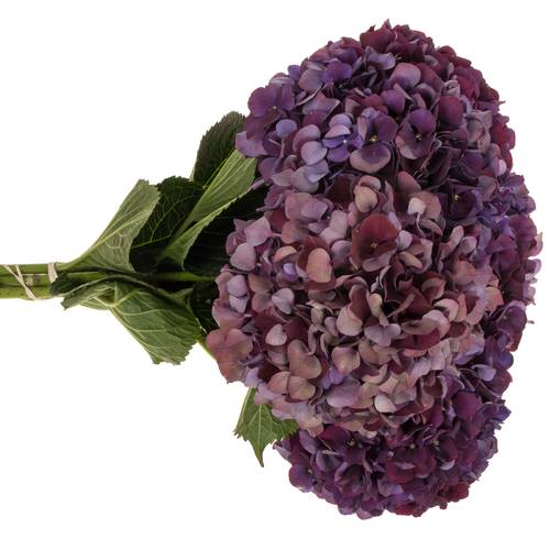 Hortensie dunkel lila/grün Ruby Red cl Bol 14cm 40cm