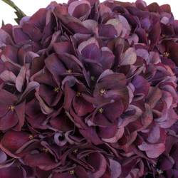 Hortensie dunkel lila/grün Ruby Red cl Bol 14cm 40cm