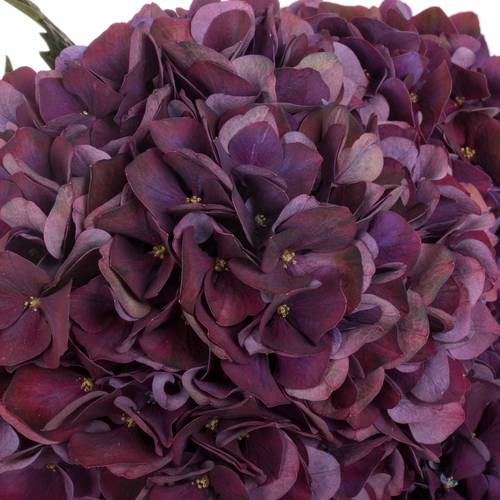 Hortensie dunkel lila/grün Ruby Red cl Bol 14cm 40cm