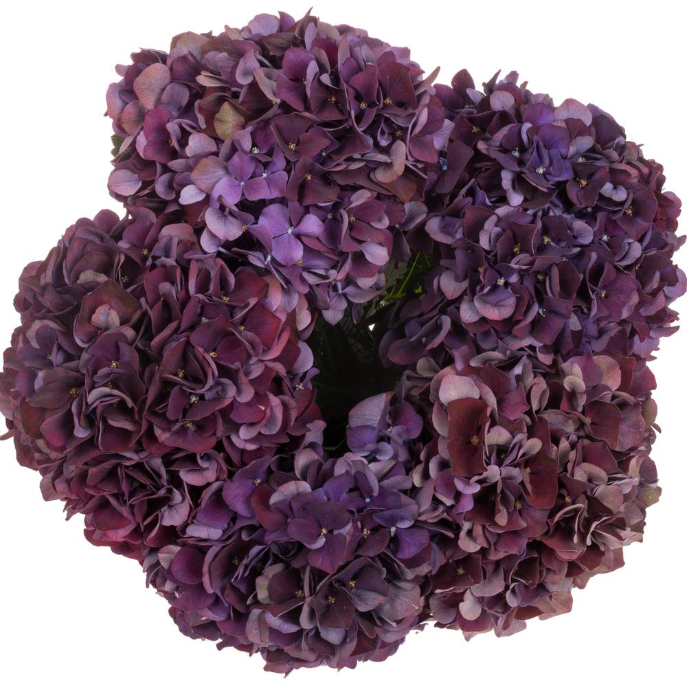 Hortensie dunkel lila/grün Ruby Red cl Bol 14cm 40cm