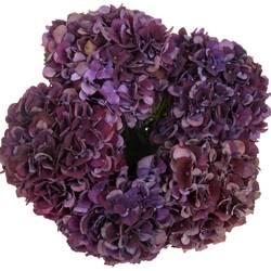 Hortensie dunkel lila/grün Ruby Red cl Bol 14cm 40cm