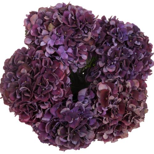 Hortensie dunkel lila/grün Ruby Red cl Bol 14cm 40cm