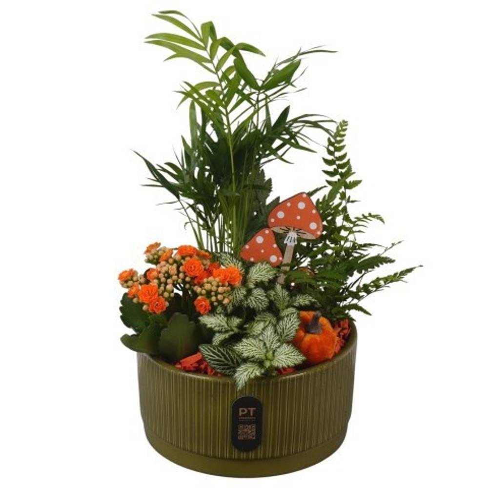 Chamaed.Arr PTHI3223 Herbst T19 H035