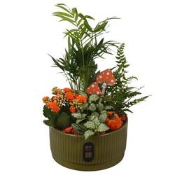 Chamaed.Arr PTHI3223 Herbst T19 H035