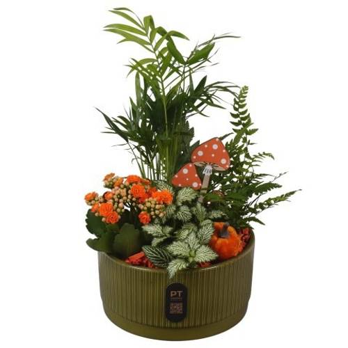 Chamaed.Arr PTHI3223 Herbst T19 H035