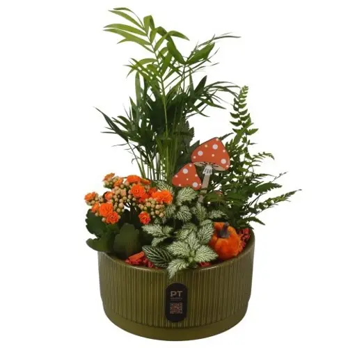 Chamaed.Arr PTHI3223 Herbst T19 H035