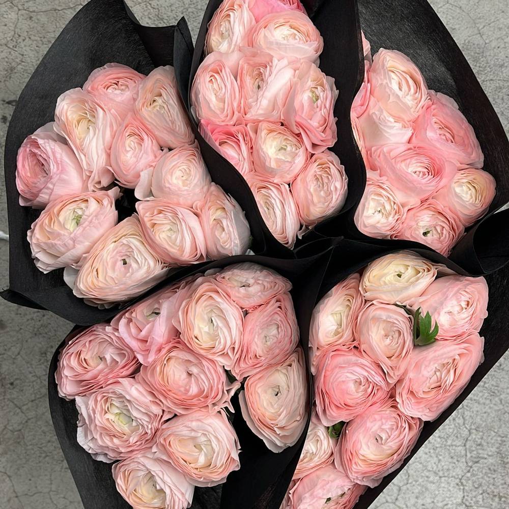 Ranunkel rosa Cloni Hanoi Evo 40cm