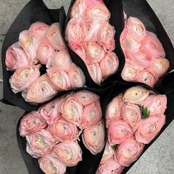 Ranunkel rosa Cloni Hanoi Evo 40cm