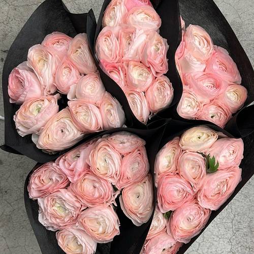 Ranunkel rosa Cloni Hanoi Evo 40cm