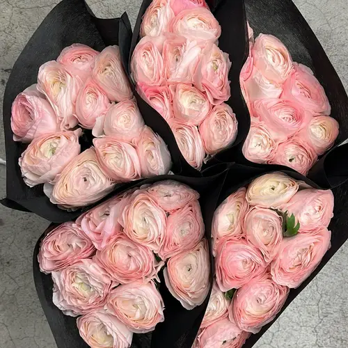 Ranunkel rosa Cloni Hanoi Evo 40cm