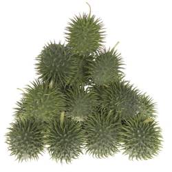 Cucumis Hirsutus Egel X30