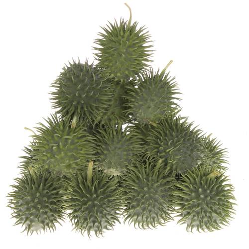 Cucumis Hirsutus Egel X30