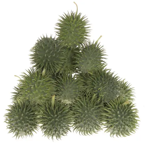 Cucumis Hirsutus Egel X30