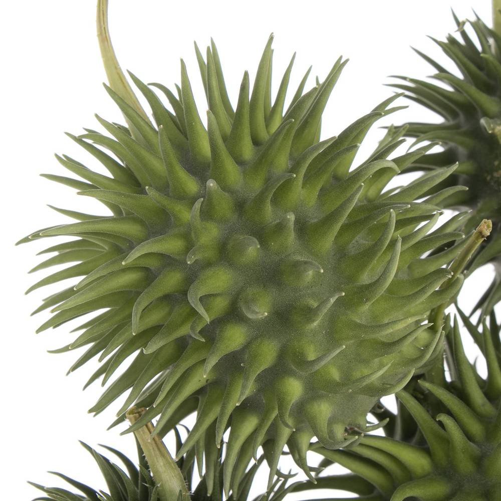 Cucumis Hirsutus Egel X30