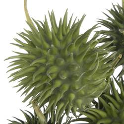 Cucumis Hirsutus Egel X30
