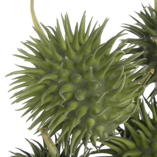 Cucumis Hirsutus Egel X30