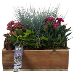 Garten.Arr PTSO8322 T25 H023