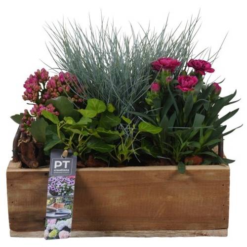 Garten.Arr PTSO8322 T25 H023