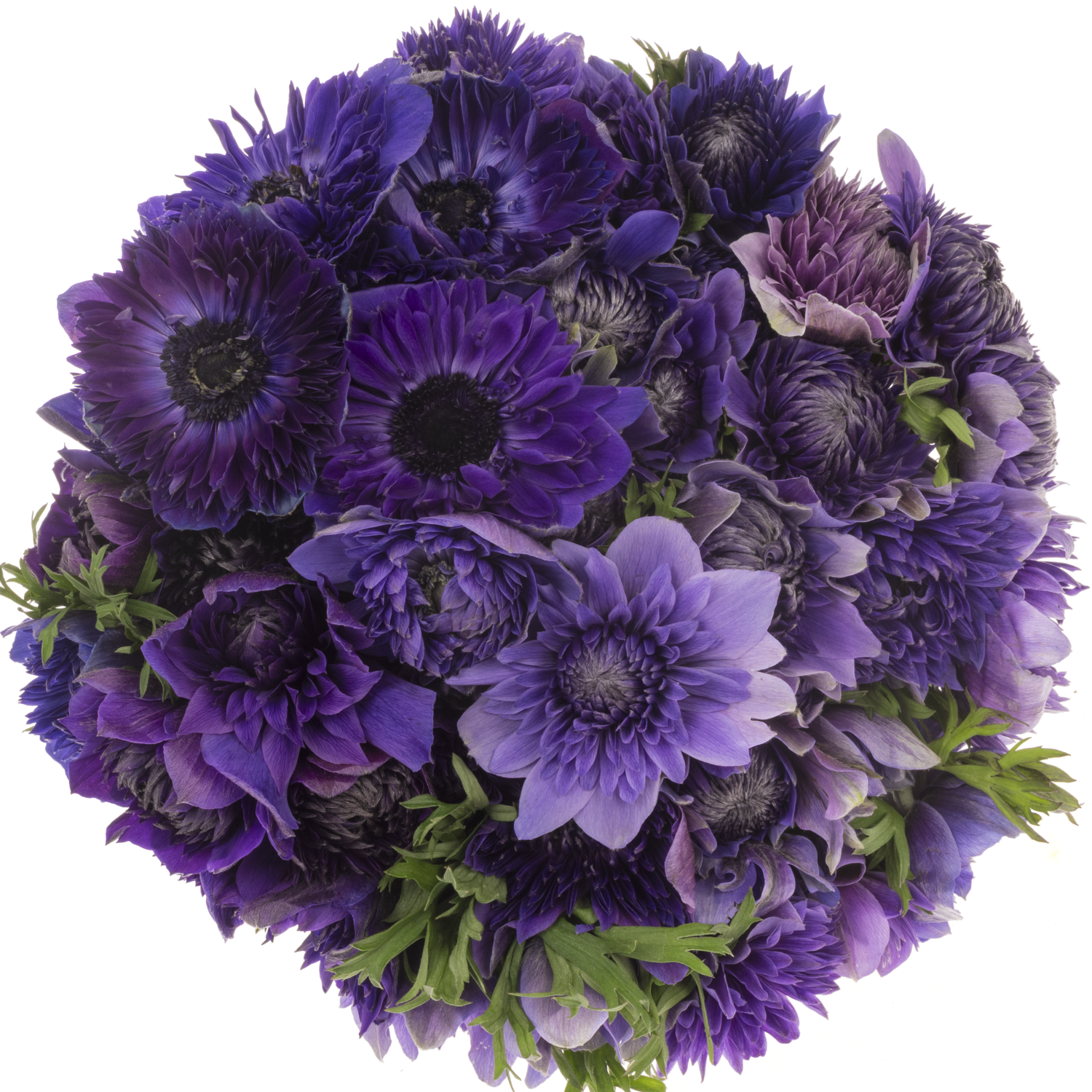 Anemone violett Fullstar Violet 07 Israel 45cm