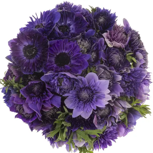 Anemone violett Fullstar Violet 07 Israel 45cm