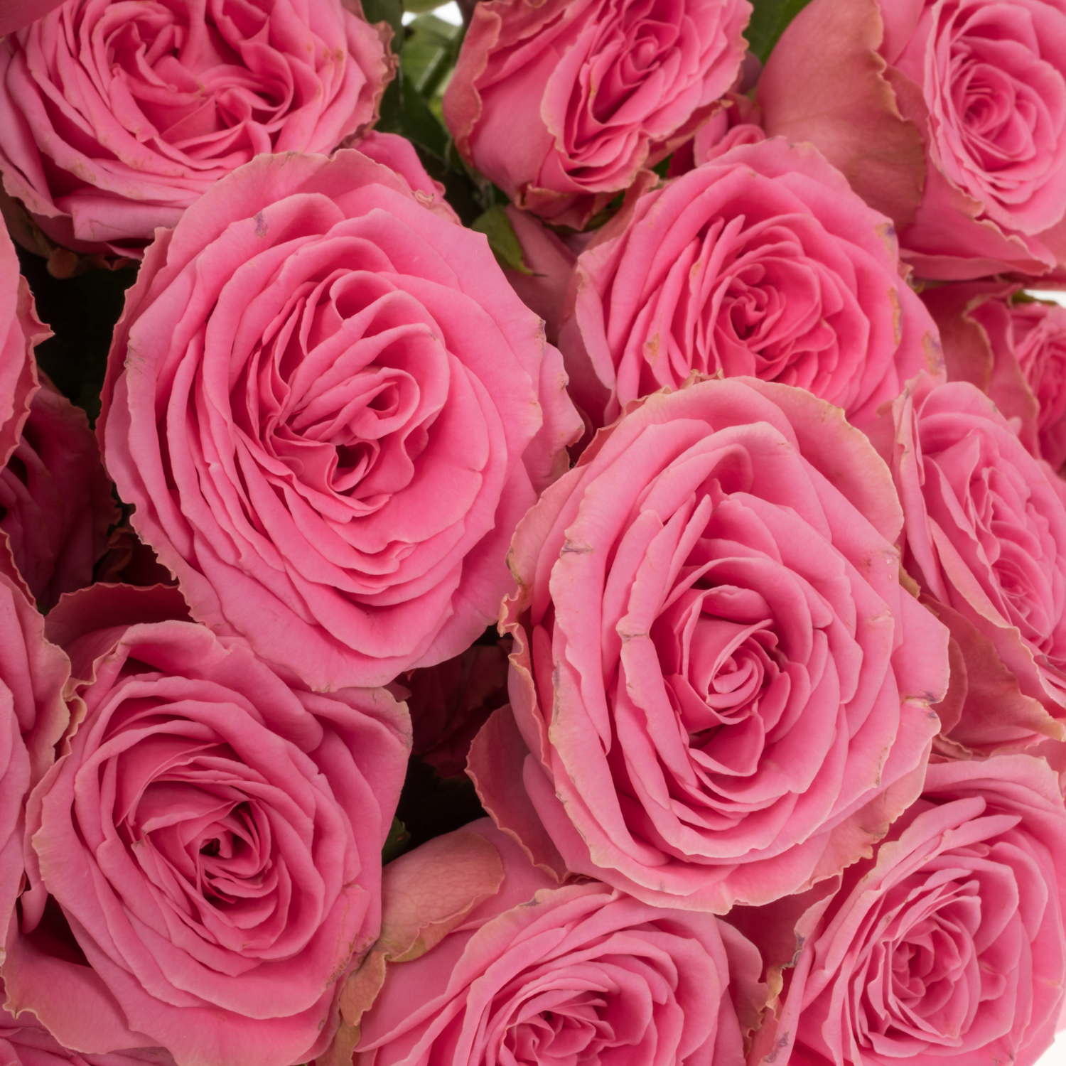 Rose verzweigt rosa Paulette 5+Blüte 70cm
