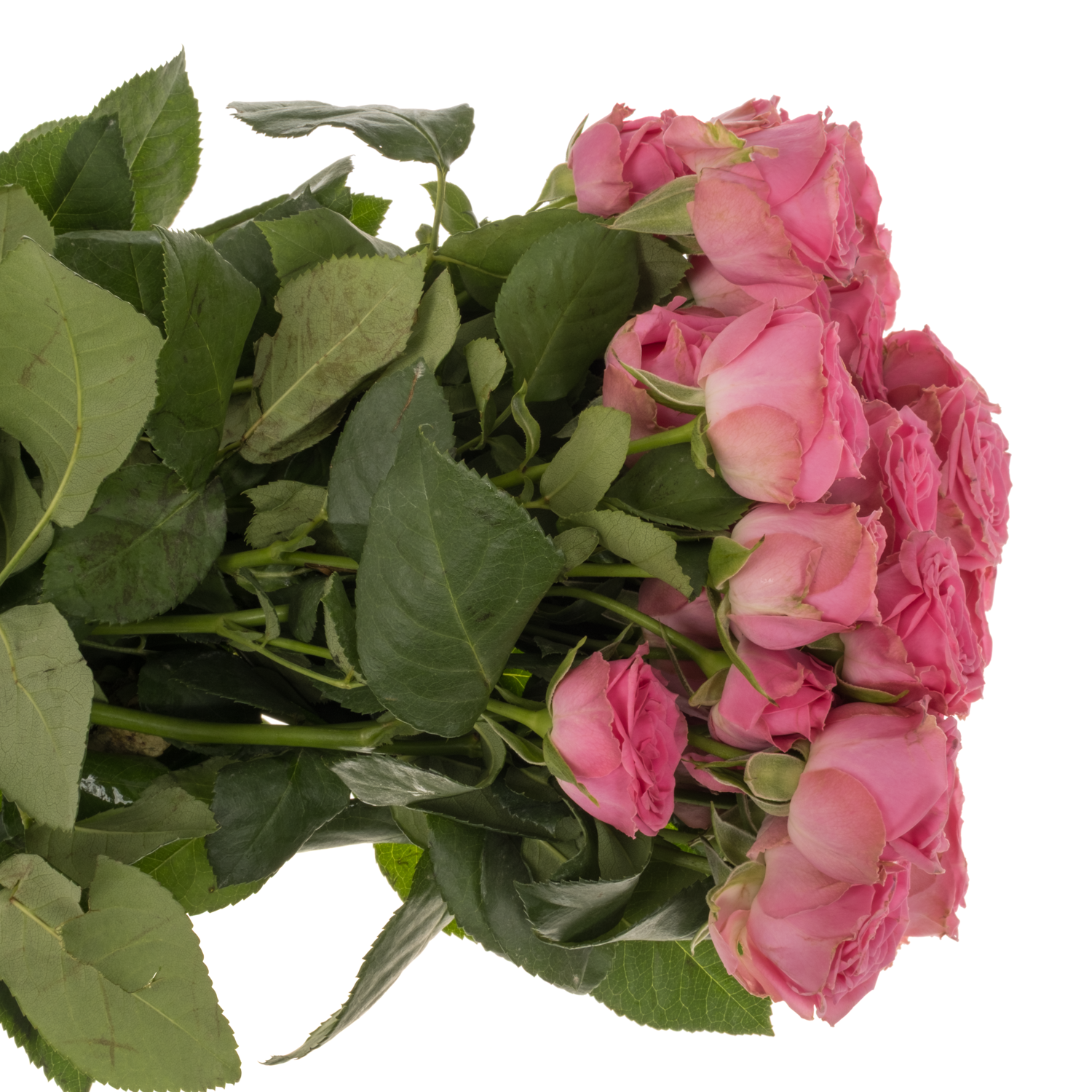 Rose verzweigt rosa Paulette 5+Blüte 70cm