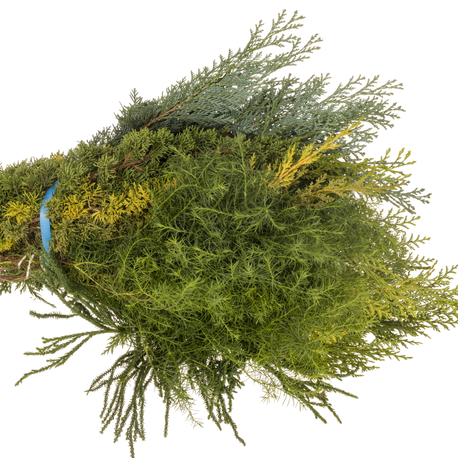 Konifere mix 50cm 350 gramm bund
